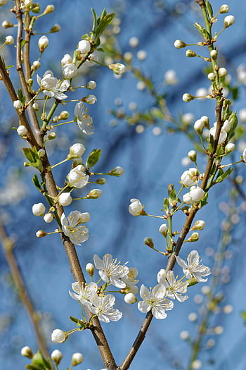 flowers, twig, tree, white, nature, petals, spring, leaves, beautiful Flowers, cherry Blossom, flower Wallpaper