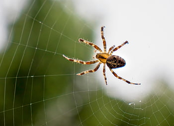 spider, arachnid, spider Web, cobweb, web, orb, weaver, insect, bug, arachnophobia, nature