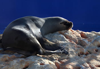sea Lion, marine Animals, swim, basin, marine Mammals, zoo, elongate, nap, rock, animals