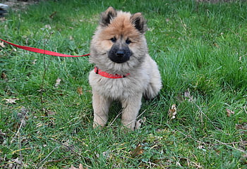 dog, pup, puppy, dog Eurasier, red Collar And Leash, pet, animal, mascot Eurasier, color Fawn, canine, companion