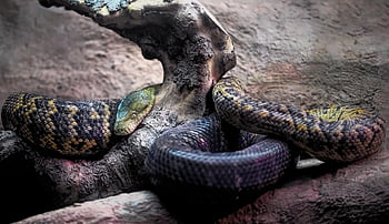 Boa Jamaika, ular kuning, alam, ular boa, ular sanca ular piton, ular, reptil, terancam punah, hewan, margasatwa, kayu