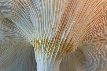 mushroom, oyster, mycology, nature, macro, texture, closeup