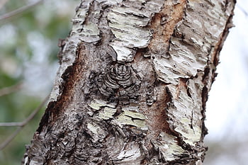 albero, abbaiare, ciliegio, cortile, natura, texas ciliegia selvatica, struttura, cicatrice degli arti, ambiente