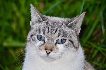 Katze, Haustier, europäische Katze, Staßenkatze, Muschiwolke, weiblich, Kätzchen, Tier, katzenartig, Natur, Raubtier