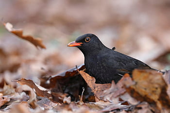 bird, common Blackbird, blackbird, beak, leaves, animal, nature, wildlife, ornithology, species, avian