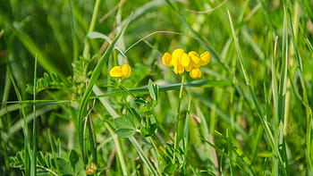lotus corniculatus, almindelig fuglefod, gule blomster, grøn plante, nitrogenfiksering, foderplante, Sommerfugl vært, invasive arter, naturlig baggrund, bokeh effekt, Feltindstilling
