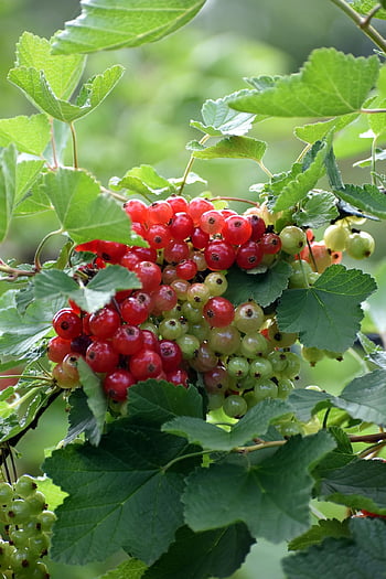rybíz, nezralý rybíz, Rodina angrešt, keř, nezralý, bobule, Ribisel, ribes rubrum, bobulové ovoce, letní ovoce, zeleninová zahrada