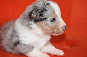 κουτάβι, shetland sheepdog, shetland sheepdog μπλε merle, κατοικίδιο ζώο, μωρό σκυλί, μπλε κουτάβι Skippie, σκύλα skippie μπλε, τσοπανόσκυλο