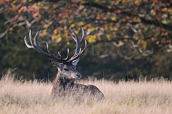 red Deer, nature, fall, wildlife, forest, animal, hd Background