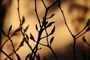 magnolia, tree, sunset, spring, bud, silhouette, nature