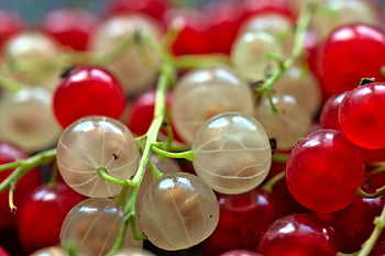 rybíz, bobule, ovoce, bílý rybíz, červený rybíz, jídlo, sklizeň, vitamíny, zralý, zdravý, bio