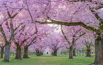 ornamental Cherry, flower Background, cherry Trees, cherry Blossoms, pink Flowers, flowers, spring, beautiful Flowers, park, avenue, nature