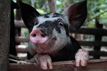 contento, maiali, azienda agricola, carina, animale, porcellino, maialino, divertente, mammifero, Maiale, natura