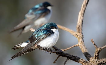 ツリーツバメ、 ツバメ、 鳥、 虹色の羽、 鳥類学、 動物たち、 自然、 渡り鳥、 野生動物、 青い羽、 羽毛