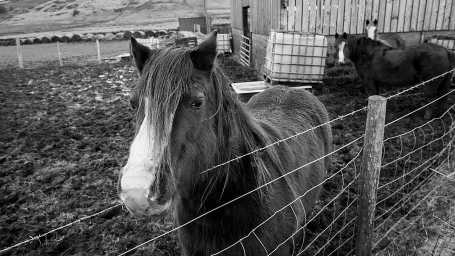 zimní, koně, Studený, bezútěšný, haslingden, lancashire, chůze, míst, témat, bw, 20210130