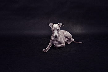 italian Greyhound, dog, puppy, pet, hound, nature, adorable, animal, canine