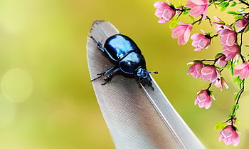 forest Beetle, the Beetle, the Feather Of A Bird, flower Wallpaper, flower Background, antennae, model, garden, floral, bright, animals