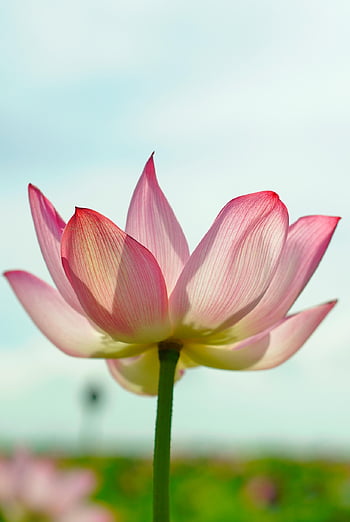 lotus, květ, zblízka, růžový, růžový květ, lotosový květ, okvětní lístky, růžové okvětní lístky, květinové pozadí, flóra, vodní rostliny