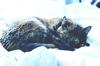 tortoiseshell cat, sleeping cat, cozy bed, domestic tranquility, peaceful cat, white bed, cat nap, pet photography, indoor cat, animal rest, home comfort