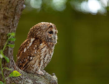 sova, pták, strom, posazený, tawny owl, zvíře, dravý pták, raptor, dravec, masožravec, volně žijících živočichů