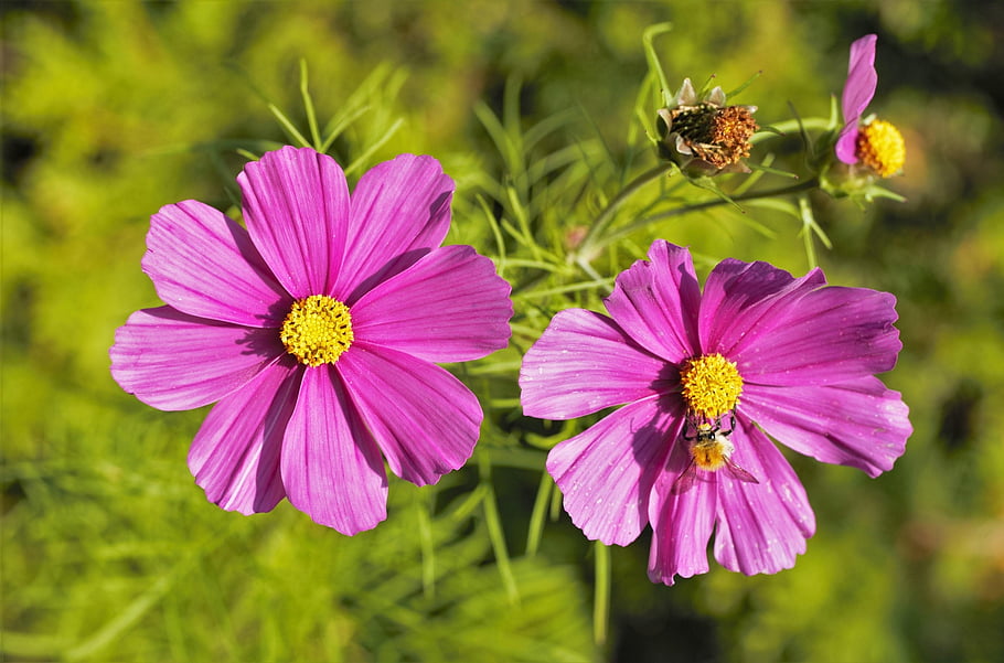 コスメア、 フラワーズ、 蜂、 花粉、 受粉する、 美しい花、 受粉、 翼のある昆虫、 昆虫、 ピンク、 ピンクの花