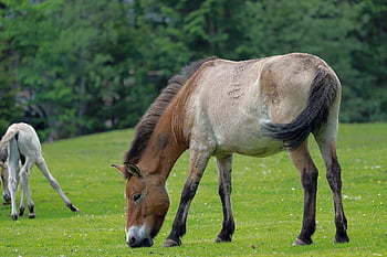koně, Příroda, pastvina, pást se, tahki, equus ferus przewalskii, kobyla, przewalski, hříbě, čistokrevný, savců