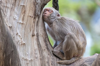 opice, zvíře, spát, odpočinek, strom, primát, savec, volně žijících živočichů, zoo, Příroda, zvířecí park