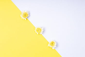 flowers, hd Wallpaper, minimalist, background, gerbera, daisy, bloom, yellow, white, colorful, valentines