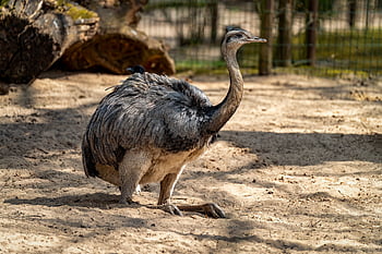 ostrich, bird, ratite, africa, big Bird, unable To Fly, wild Animal, savannah, nature, animals, wildlife