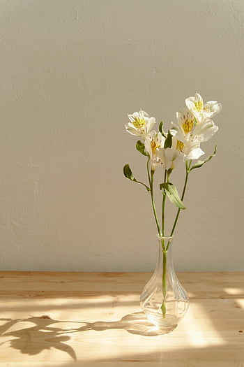 白いユリの花、 クリアガラス花瓶、 柔らかい日光、 エレガントな構図、 白いユリ、 ガラス花瓶、 自然光、 フラワーアレンジメント、 ミニマリストデザイン、 室内の花、 影