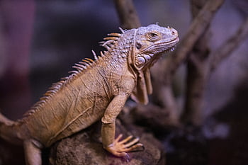 lizard, iguana, reptile, animal, exotic, dragon, creature, nature, tropical, scaly, wild
