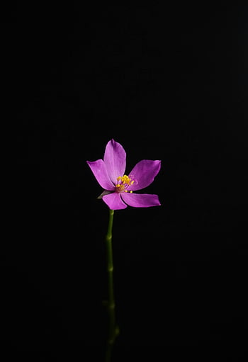 fialový květ, černé pozadí, živá fialová, detailní květ, květinové fotografie, fialové okvětní lístky, tmavé pozadí, Minimalistická fotografie, fotografování přírody, květina makro