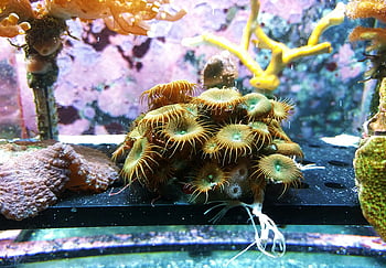 Brown Sea Creature, Fish Tank, colorful corals, Genova Aquarium, underwater beauty, vivid close-up, sea life, aquarium display, marine life, coral reef, aquatic environment