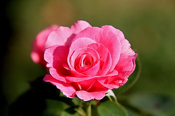 pink, rosebushes, pink Color Mother-of-pearl, flowering Shrubs, plants, flower, garden, gardening, flower Background, horticulture, botanical