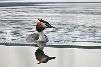 great Crested Grebe, grebe, bird, animal, feathers, plumage, aquatic Bird, water Bird, reflection, lake, nature