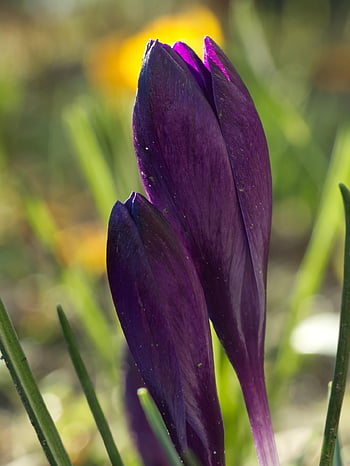 krokus, květiny, květinové pozadí, krásné květiny, rostlina, jarní šafrán, fialový šafrán, květ, Příroda, zahrada, jaro