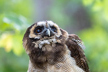 sova, tawny owl, pták, hnědá sova, dravý pták, sokolnictví, zvíře, volně žijících živočichů, divočina, Příroda