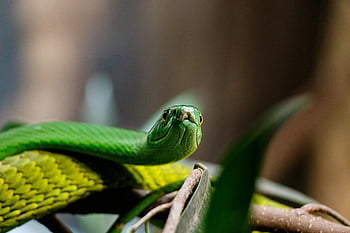 line, tree Snake, green, dandruff, reptile, terrarium, dangerous, wildlife, poisonous, creature, nature