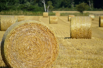 balíky slámy, balíky sena, zemědělství, pole, krajina, Příroda, letní, obilné pole, doby sklizně, sláma, seno