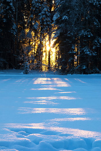 snedækkede fyrretræer, solopgang, frostskov, Skygger på sne, Serene vinterlandskab, frisk sne, vinter scene, fyrretræer, skov træer, vinter skov, Solopgang gennem træer