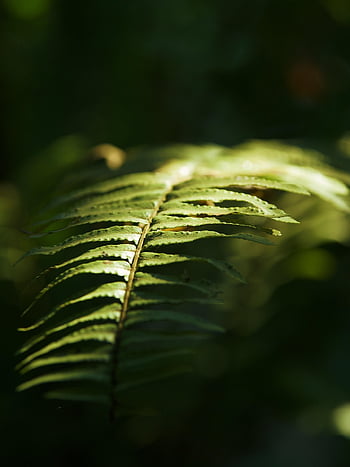 green Leaves, fern, foliage, plant, leaves, nature, garden, dark, leaf, green
