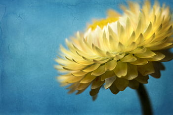 blomst, flor, tæt på, blomstre, makro, natur, kronblad, flora, blomster, farverig, baggrund