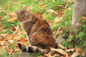 gatto, felino, animale, mammifero, tigrato, animale domestico, giardino, autunno, occhi di gatto, ritratto di gatto, gatto su