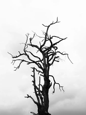 tonuri de gri, arbore gol, Imagine monocromă, nor cer, Starea de spirit sombi, copac silueta, alb-negru, fotografia naturii, Structura ramurii, copac fără copaci, Scena atmosferică