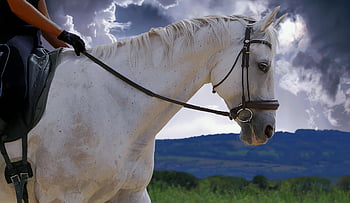 horse, horseback Riding, girl, animal, mammal, equine, nature