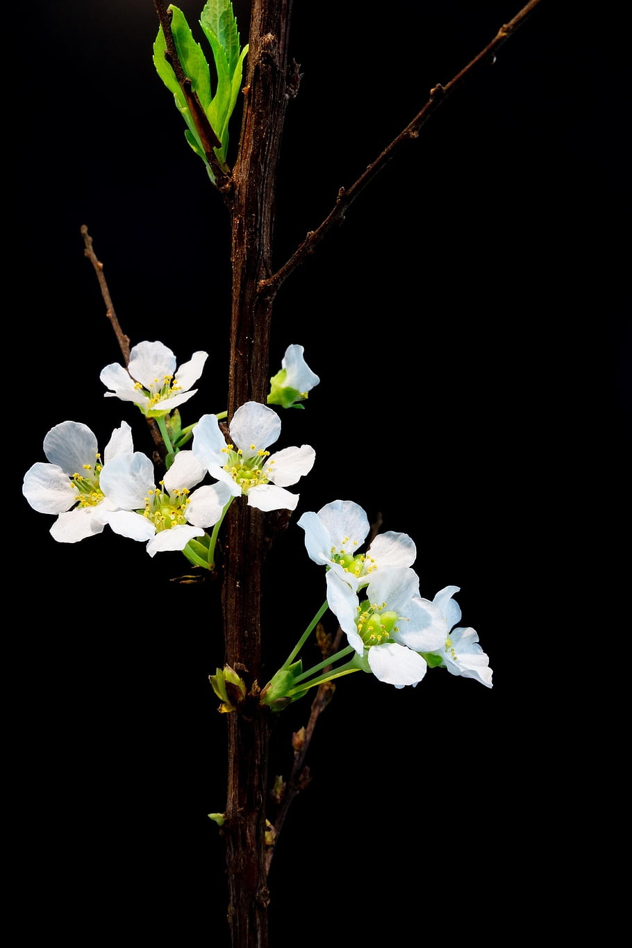 white Apricot Tree, apricot Blossoms, phone Wallpaper, white Flowers, flowers, bloom, tet, background, wallpaper, tet Decoration, white Apricot Branch