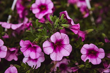 kalibrachoa Parviflora, calibrachoa, solanaceae, květ, fialový květ, nachový, zelená, rostlina, flóra, Krásná, Příroda