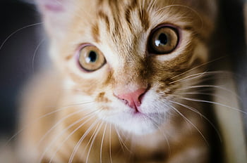 chat tigré jaune, chaton tabby, yeux vifs, fourrure douce, regarder la caméra, chat mignon, chat plot-up, photographie de chat, portrait d'animal, photographie d'animaux, yeux félins