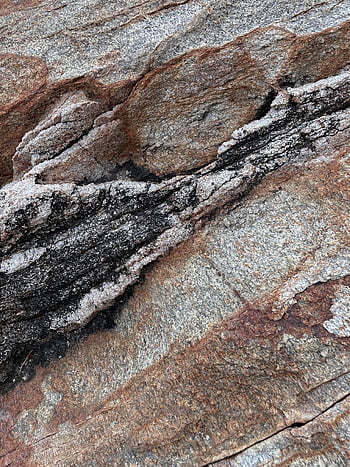 frosty bark texture, close-up image, winter, visible cracks, detailed texture, rough surface, frosty surface, bark structure, winter photography, natural texture, close-up photography