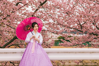 Hanbok Kleid, rosa Regenschirm, Kirschblüten, Frühling, asiatische Frau, traditioneller Hanbok, posieren, traditionelles koreanisches Kleid